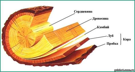 Скручивание и склеивание стебля и чашелистика