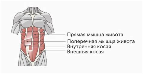 Смех и мышцы пресса: как связаны?