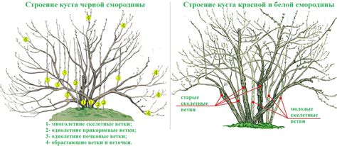 Смородина: обрезка верхушек - нужен ли этот процесс и когда его проводить?