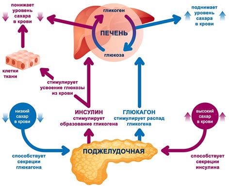 Снижение уровня сахара в крови и регуляция гормонального фона благодаря цикорию