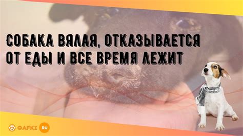 Собака вялая и неактивная