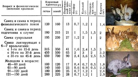 Соблюдайте меру: рацион кроликов