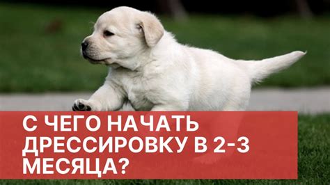 Советы для успешного отъема щенка лабрадора