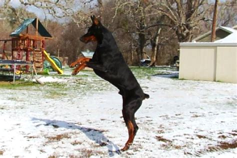 Советы по выгулу добермана на улице