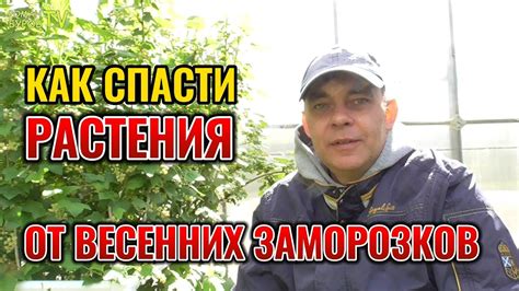 Советы по защите от ночных заморозков