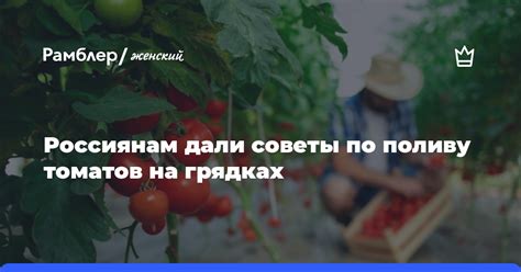 Советы по поливу роз на лоджии зимой