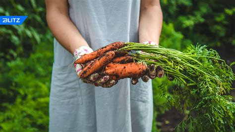 Советы по сочетанию моркови с другими продуктами перед сном