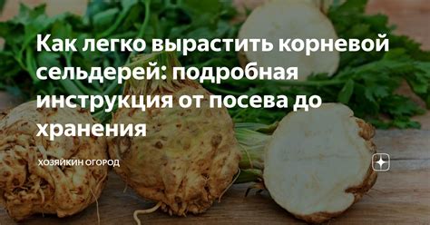 Советы по хранению и использованию корневого сельдерея после сбора