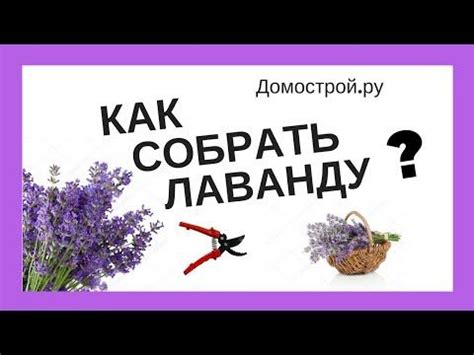 Советы по хранению сухоцветов