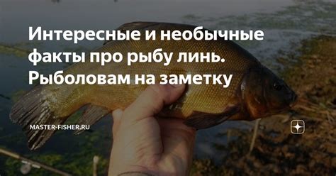 Советы рыболовам: искусство прочитать рыбу