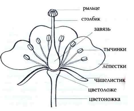 Создайте контур центральной части цветка