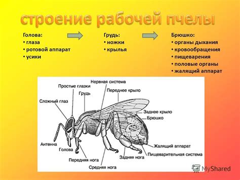 Создание деталей: глаза, крылья, ножки