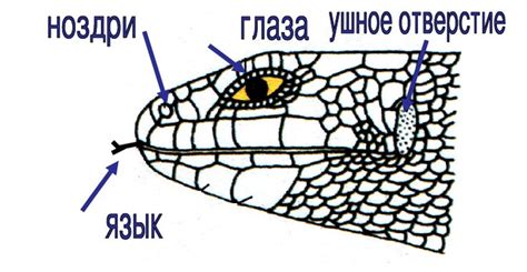 Создание общей формы ящерицы