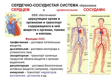 Соленое и сердечно-сосудистая система