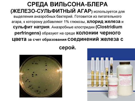 Состав агара для выделения clostridium perfringens: