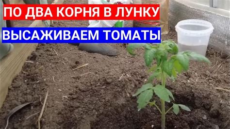 Специфика размещения капусты после томатов