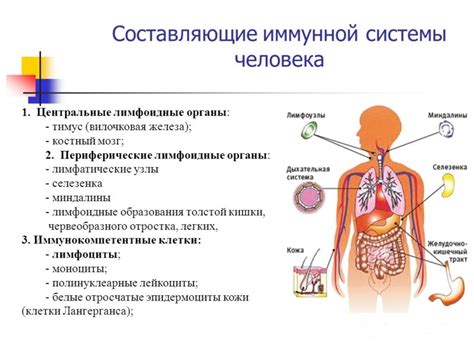 Спорт и иммунная система