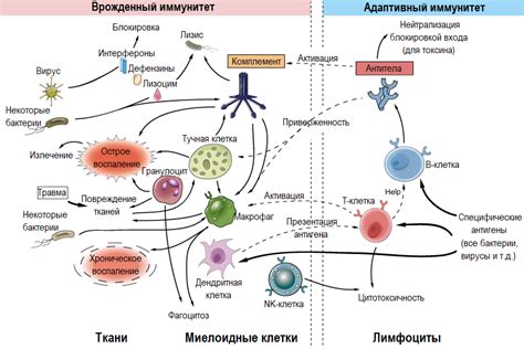 Споры как адаптивный механизм