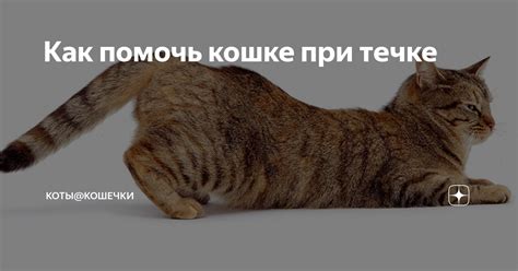 Способы контроля течки у кошек