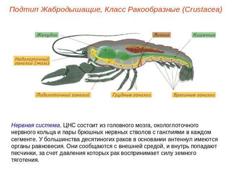 Способы обнаружения нервных окончаний у раков