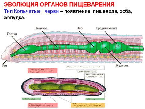 Способы питания кольчатых червей