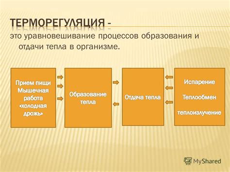 Способы терморегуляции при тренировках