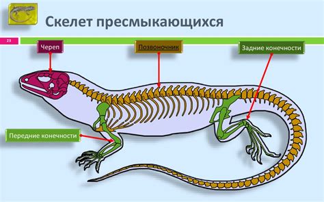 Сравнение морфологии скелетов