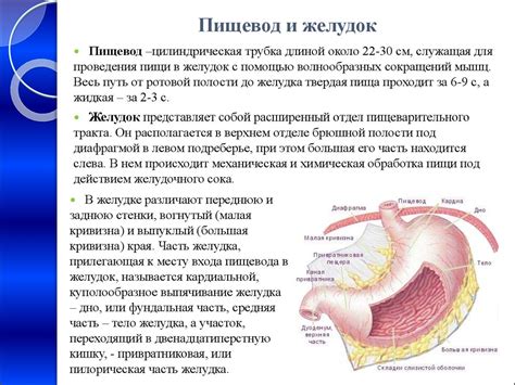 Сравнение строения желудка кошек и людей