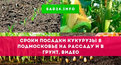 Сроки весенней посадки кукурузы в Московской области