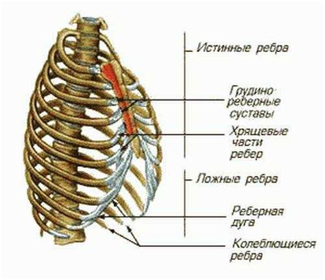 Сроки заживления сломанного ребра