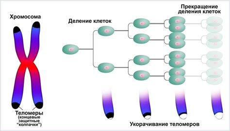 Стандартное количество хромосом у человека