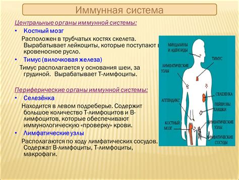 Стимуляция иммунной системы и борьба с простудой