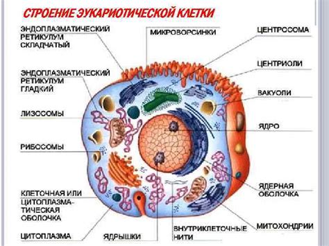 Строение и функции клеток: открытие микроскопического мира