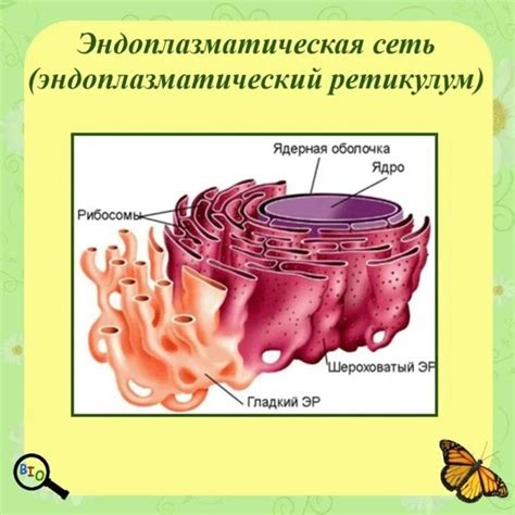 Строение и функции эндоплазматической сети в растительной клетке