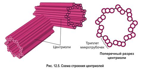 Строение клеточного центра у прокариотов