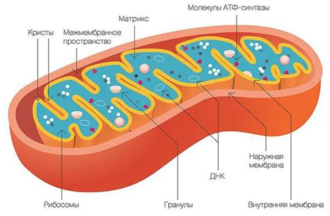 Строение митохондрий