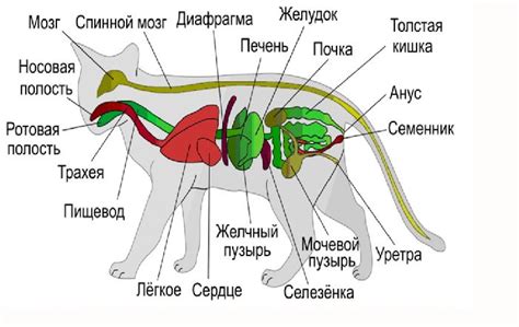 Строение организма кошек: особенности и интересные факты