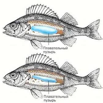 Строение плавательного пузыря
