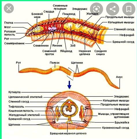 Строение рта кольчатых червей