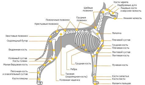 Строение тела и лап кота Баюна