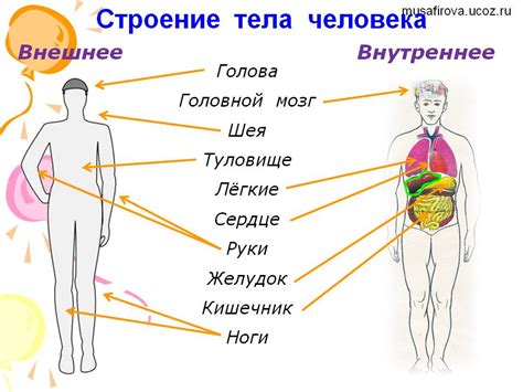 Строение тела тортуги