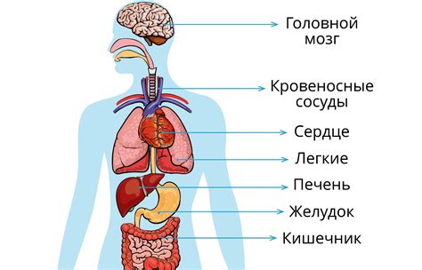 Строение тела человека