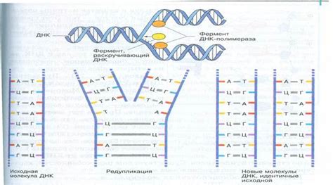 Структура ДНК: ключ к разгадке