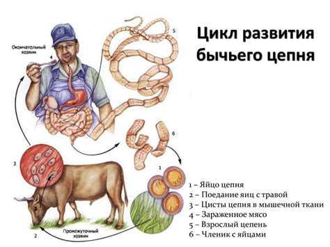 Структура бычьего цепня