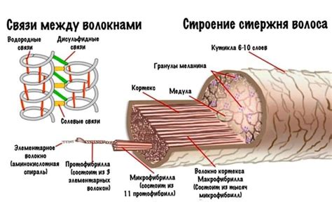 Структура волос и ее связь с мытьем перед обесцвечиванием