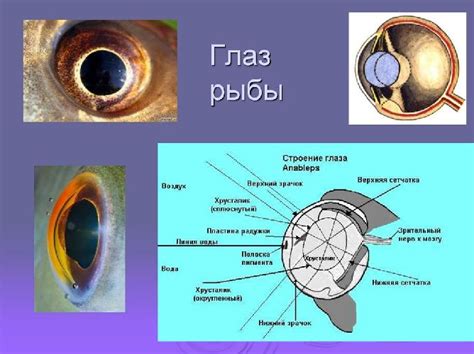 Структура глаз рыб