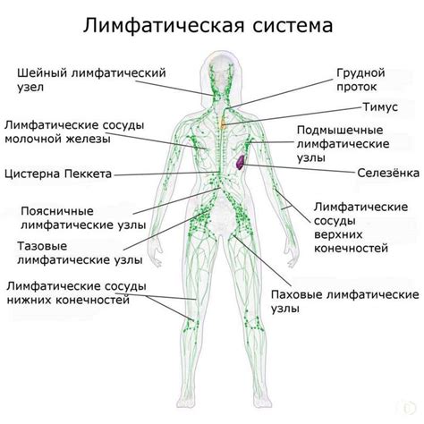 Структура и функции лимфоузлов