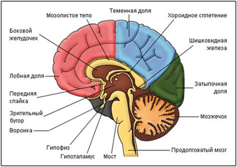 Структура мозга психопатов и их способность к эмпатии