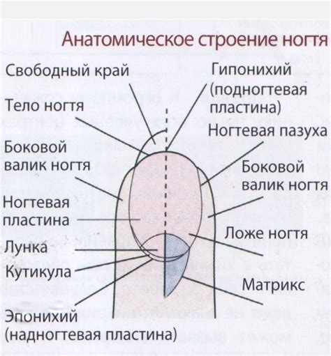 Структура ногтевой кутикулы