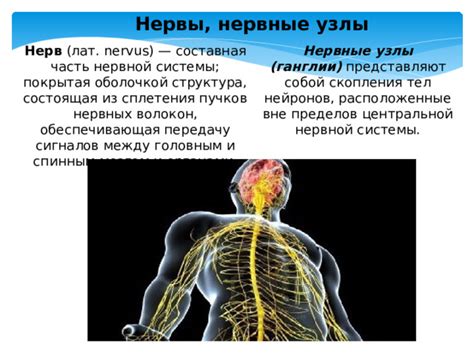 Структура раковых тел и возможные нервные связи